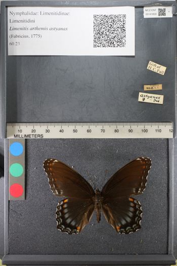 Media type: image;   Entomology 141859